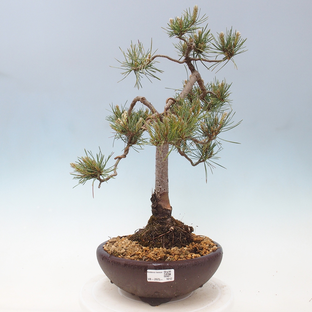 Bonsai voor buiten - Pinus Sylvestris Watererri - grove den