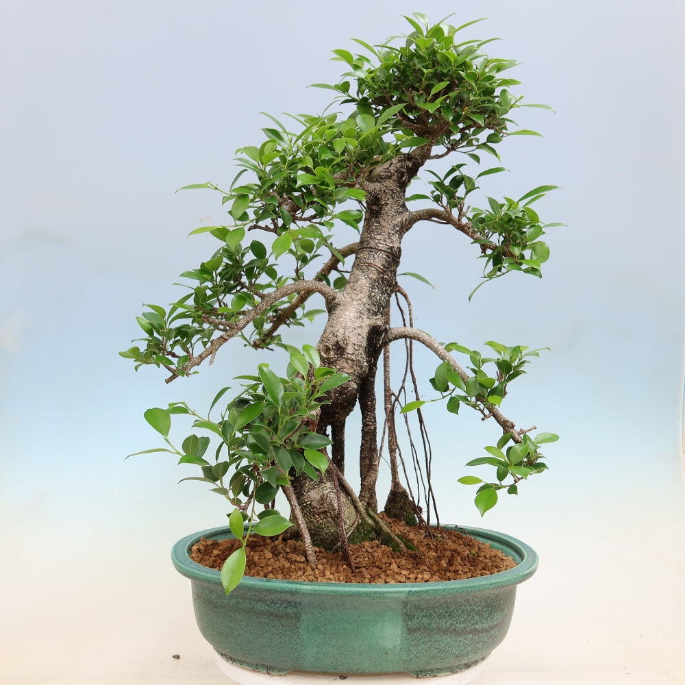 Kamerbonsai - Ficus kimmen - kleinbladige ficus
