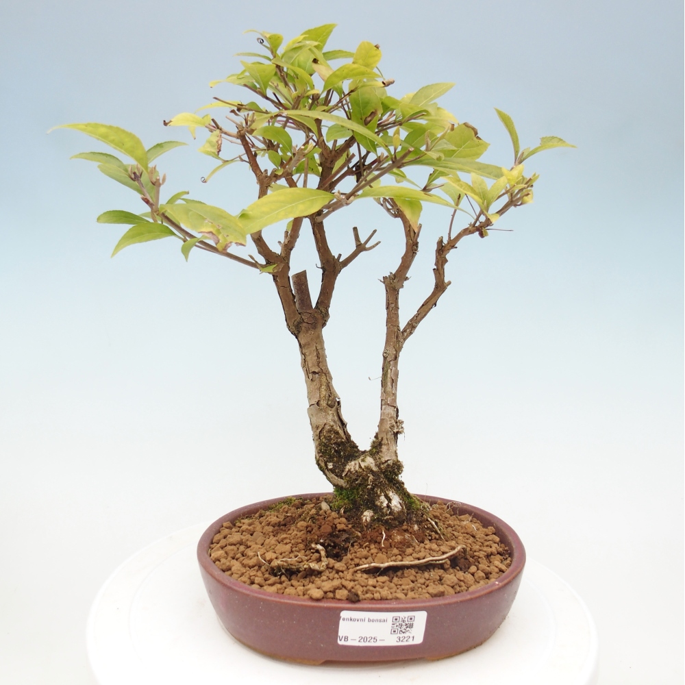 Bonsai voor buiten - Callicarpa japonica