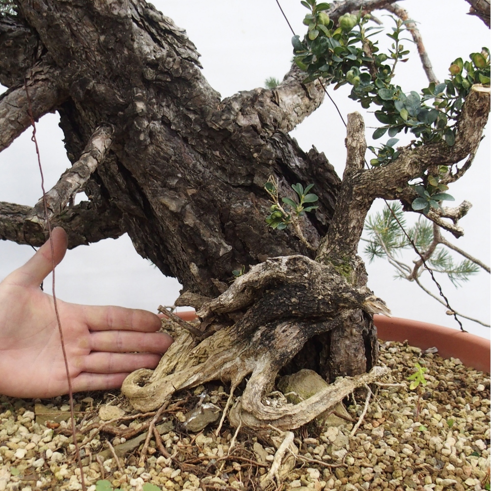 Yamadori - Pinus sylvestris Spanje