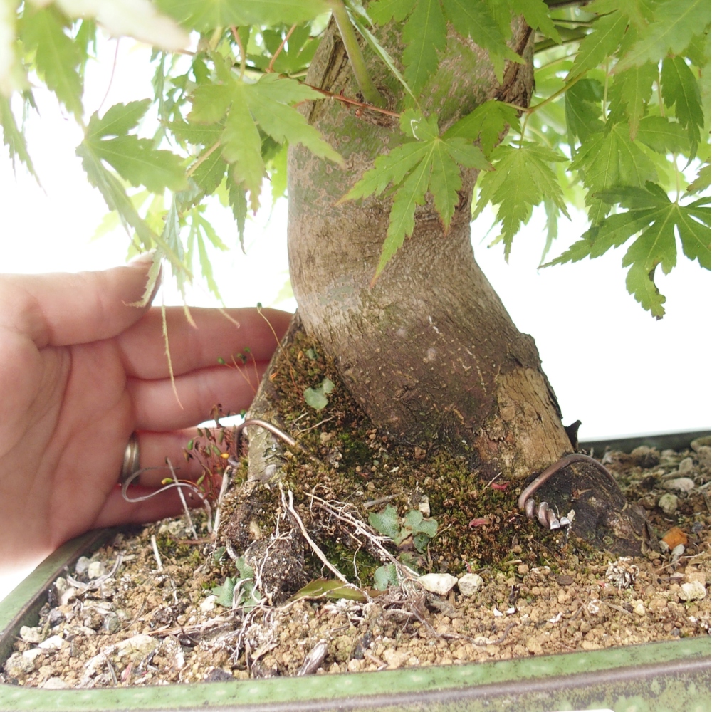 Bonsai voor buiten - Acer palmatum - ALLEEN palletvoorbereiding