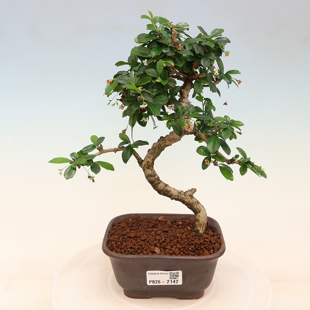 Kamerbonsai - Carmona macrophylla - Thee fuki