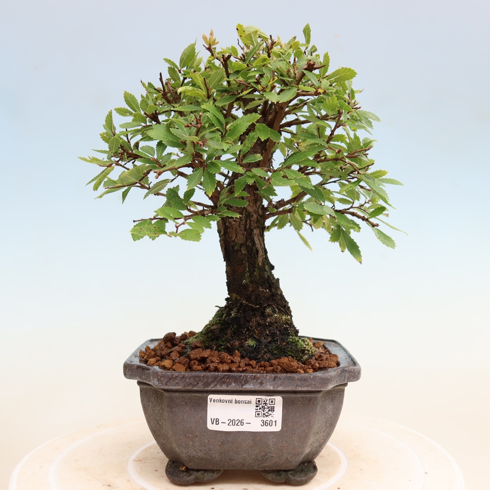 Bonsai voor buiten - Zelkova - Zelkova NIRE