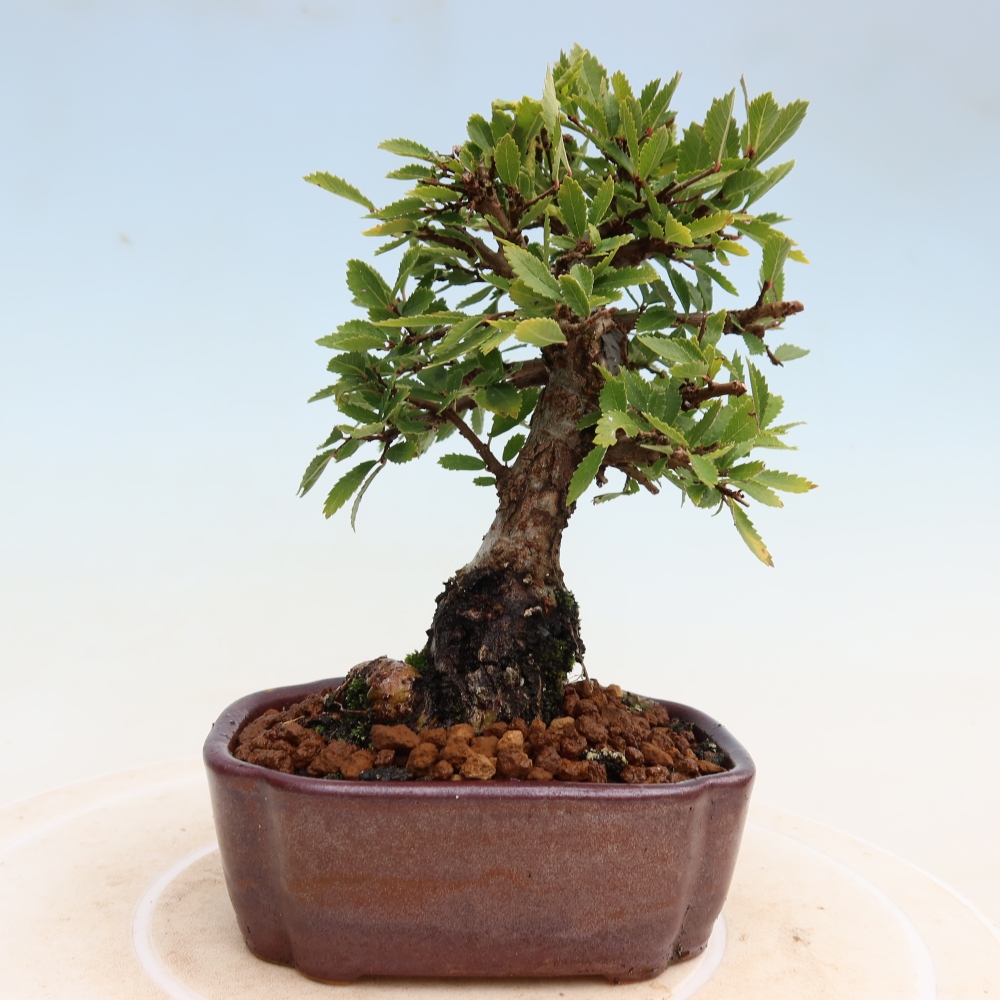 Bonsai voor buiten - Zelkova - Zelkova NIRE