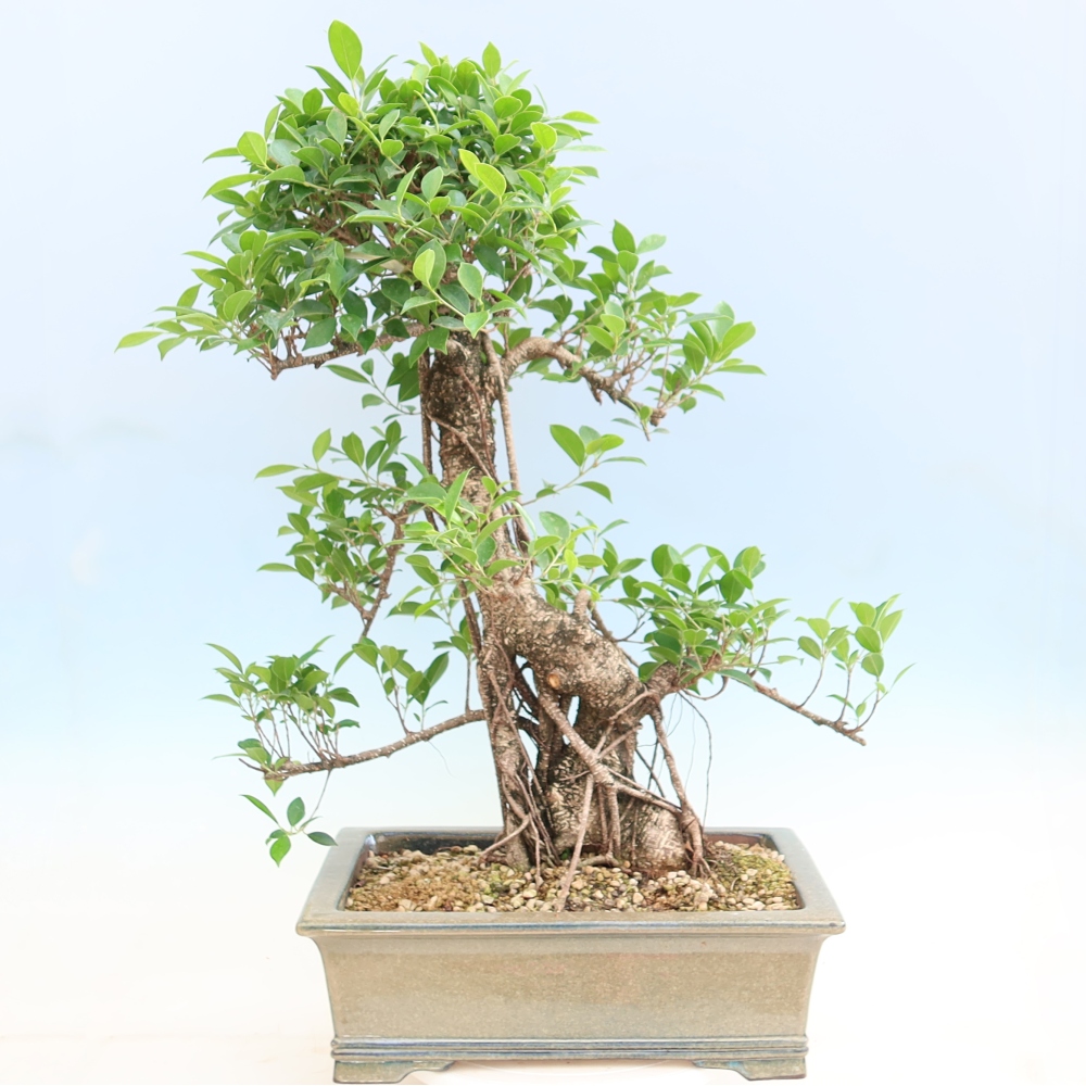 Kamerbonsai - Ficus kimmen - kleinbladige ficus