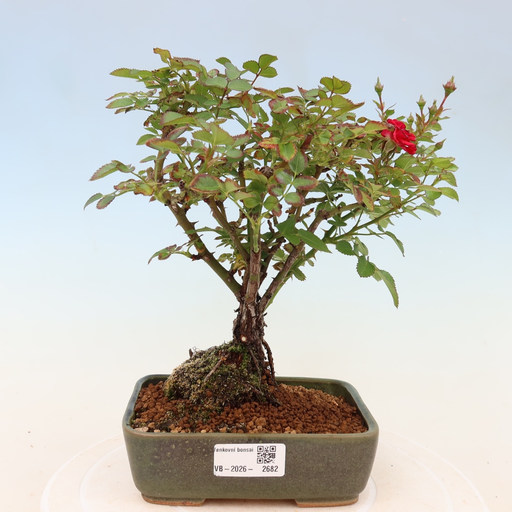 Bonsai voor buiten - Rosa Kordes - roos