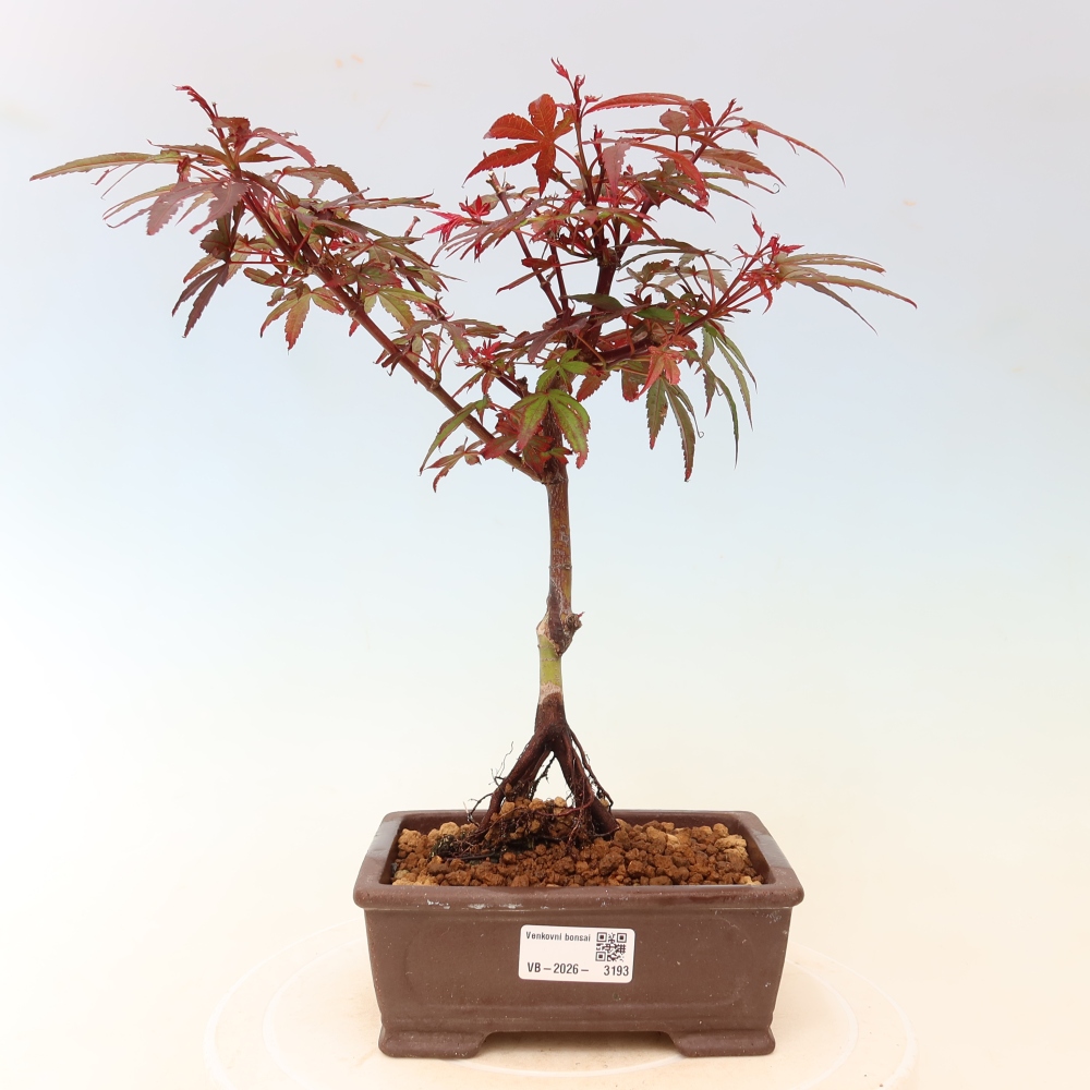 Buitenbonsai - Palmbladige esdoorn  - Acer palmatum Berry Broom 