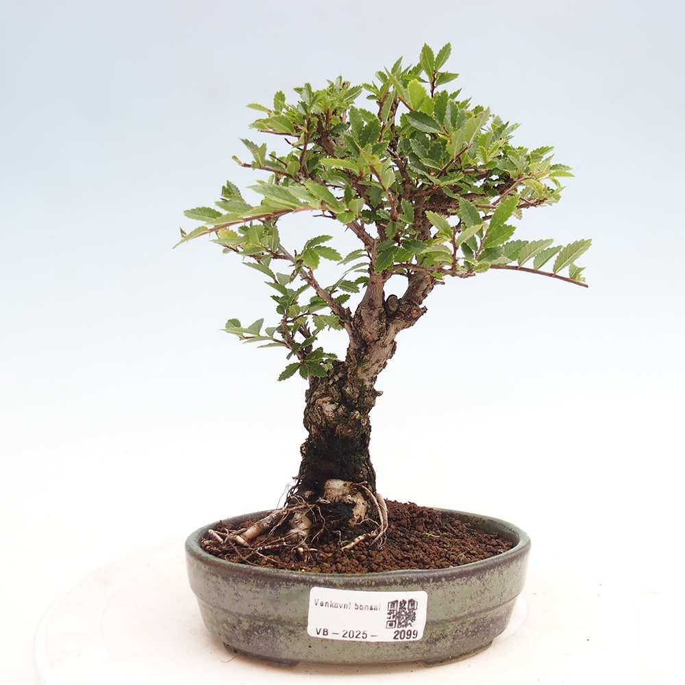 Bonsai voor buiten - Zelkova - Zelkova NIRE