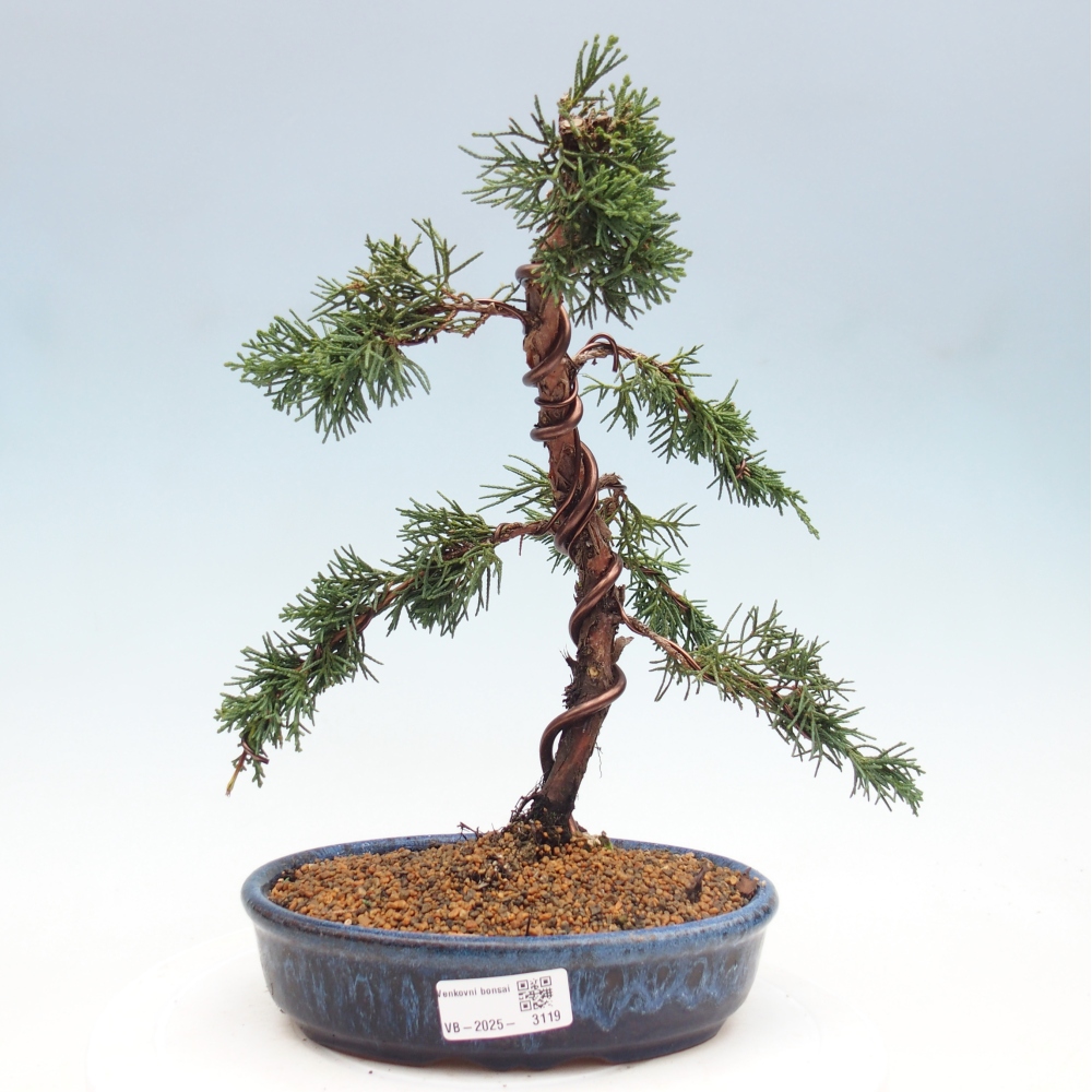 Bonsai voor buiten - Juniperus chinensis Kishu