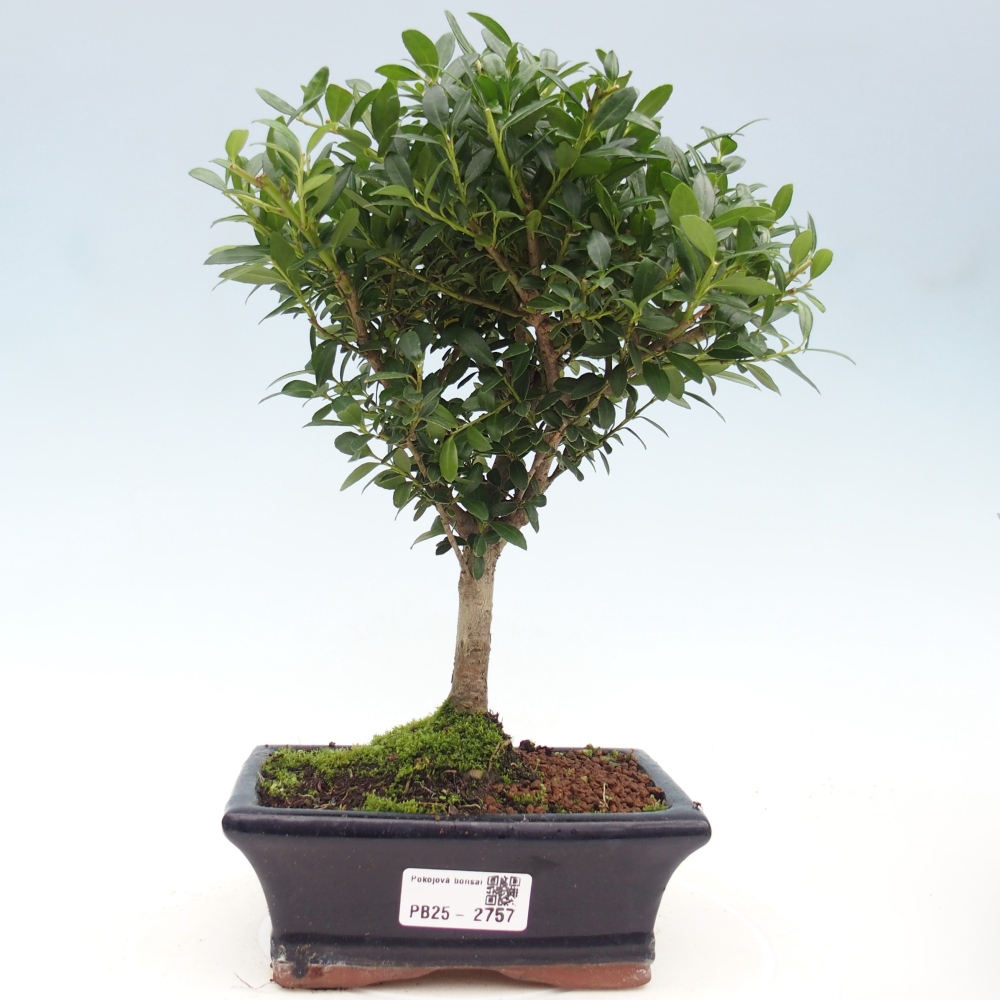 Kamerbonsai - Ilex crenata - Hulst