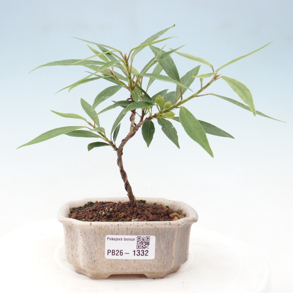Kamerbonsai - Ficus nerifolia - kleinbladige ficus