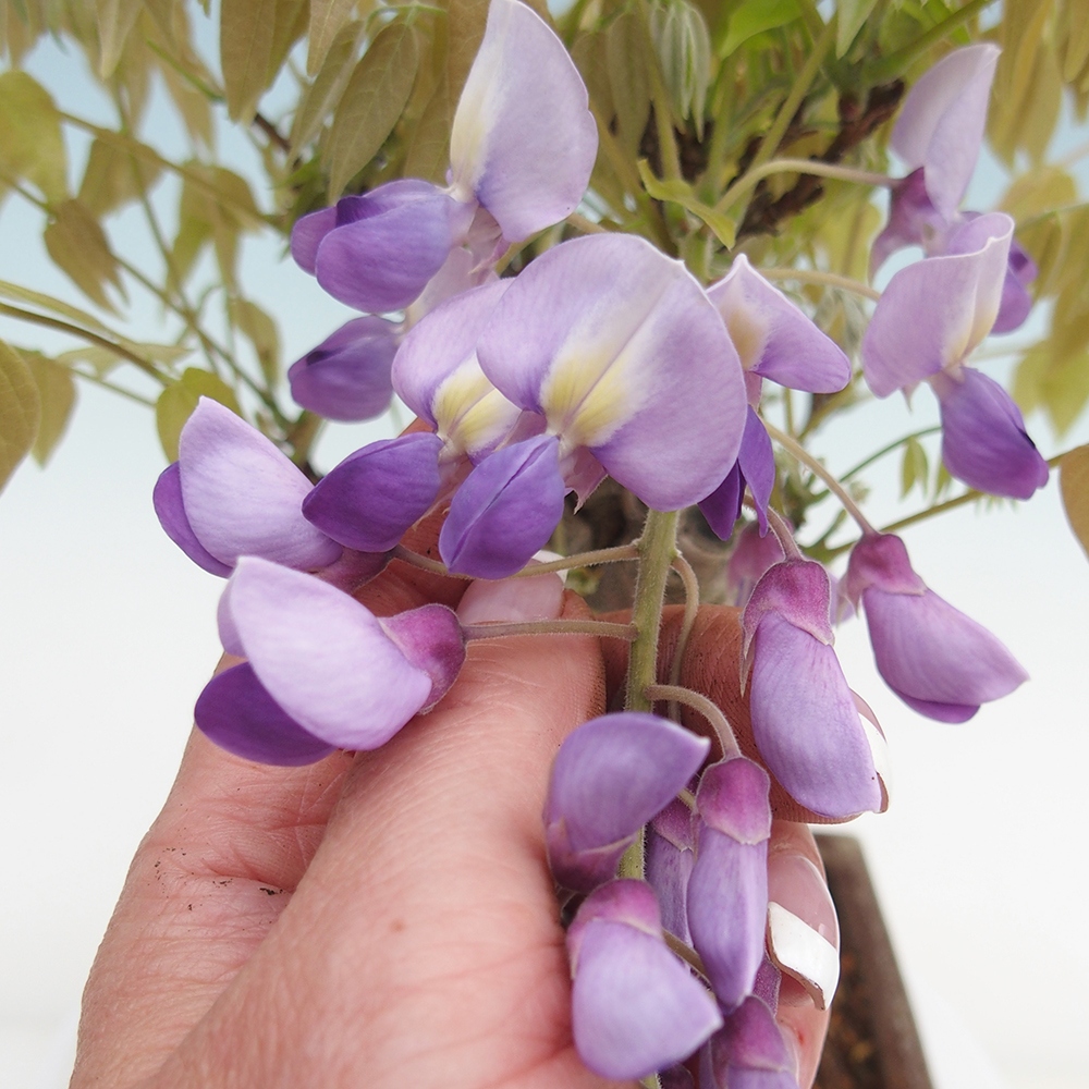 Bonsai voor buiten - Wisteria floribunda