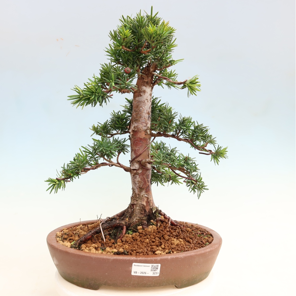 Bonsai voor buiten - Taxus cuspidata - Japanse Taxus