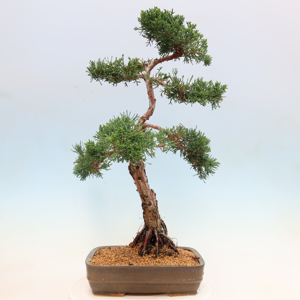 Bonsai voor buiten - Juniperus chinensis Kishu