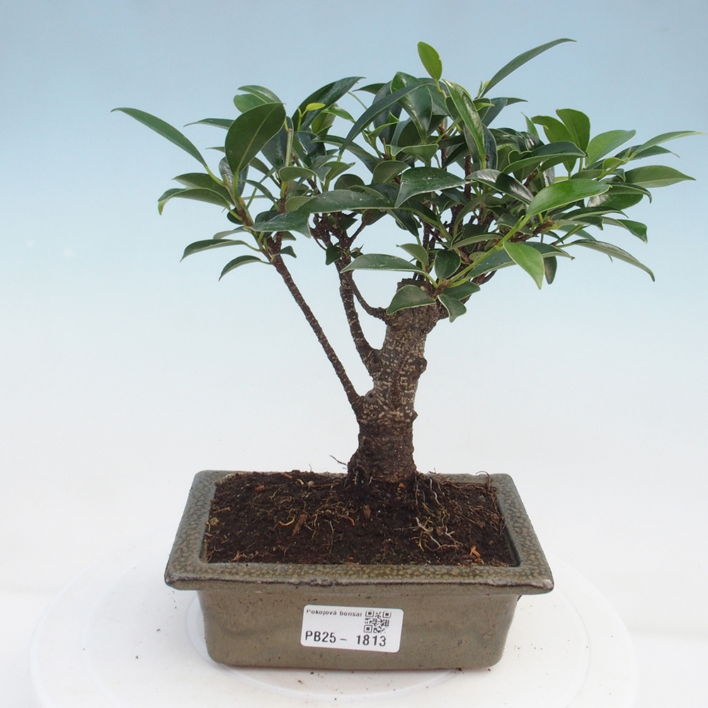 Kamerbonsai - Ficus retusa - kleinbladige ficus