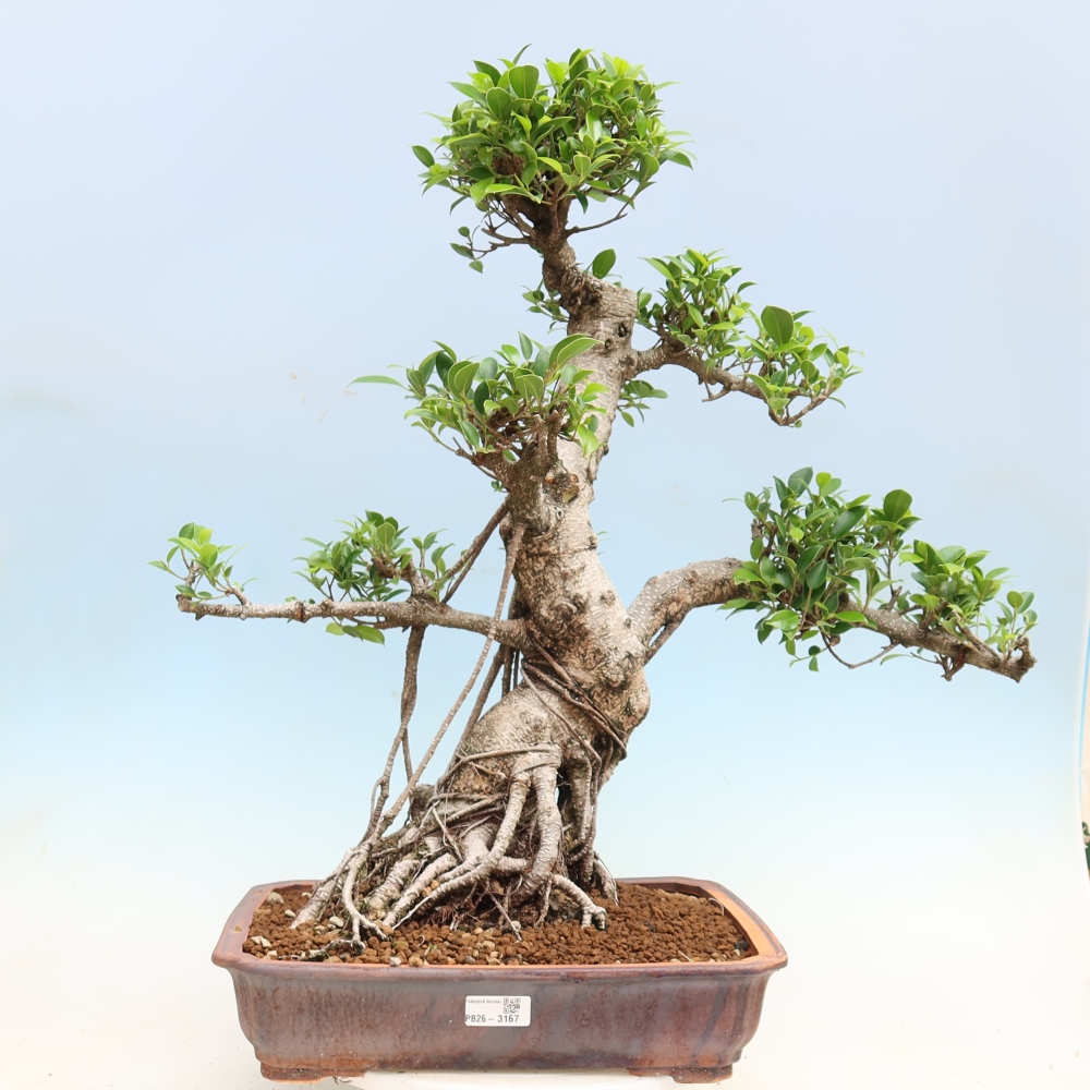 Kamerbonsai - Ficus kimmen - kleinbladige ficus