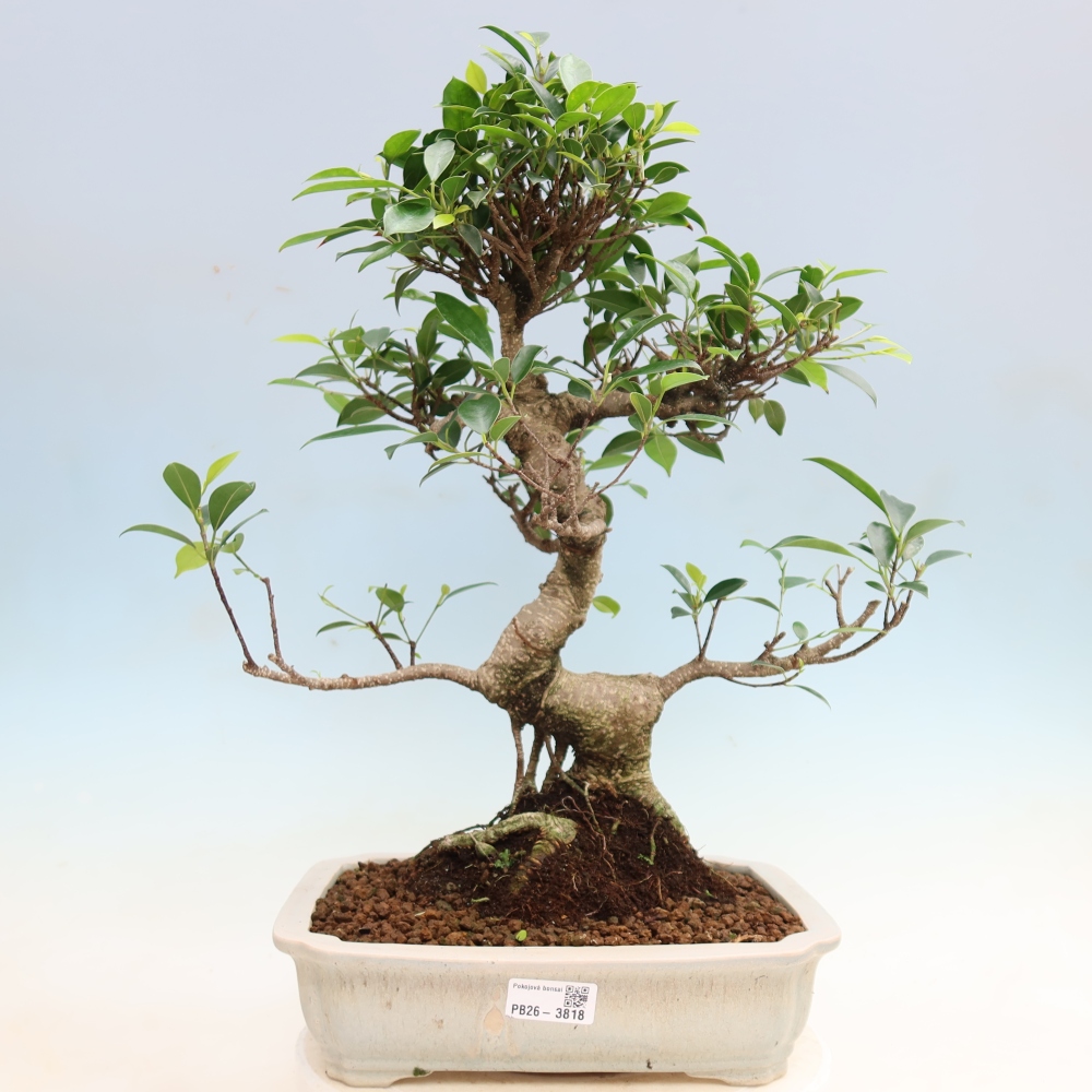 Kamerbonsai - Ficus kimmen - kleinbladige ficus