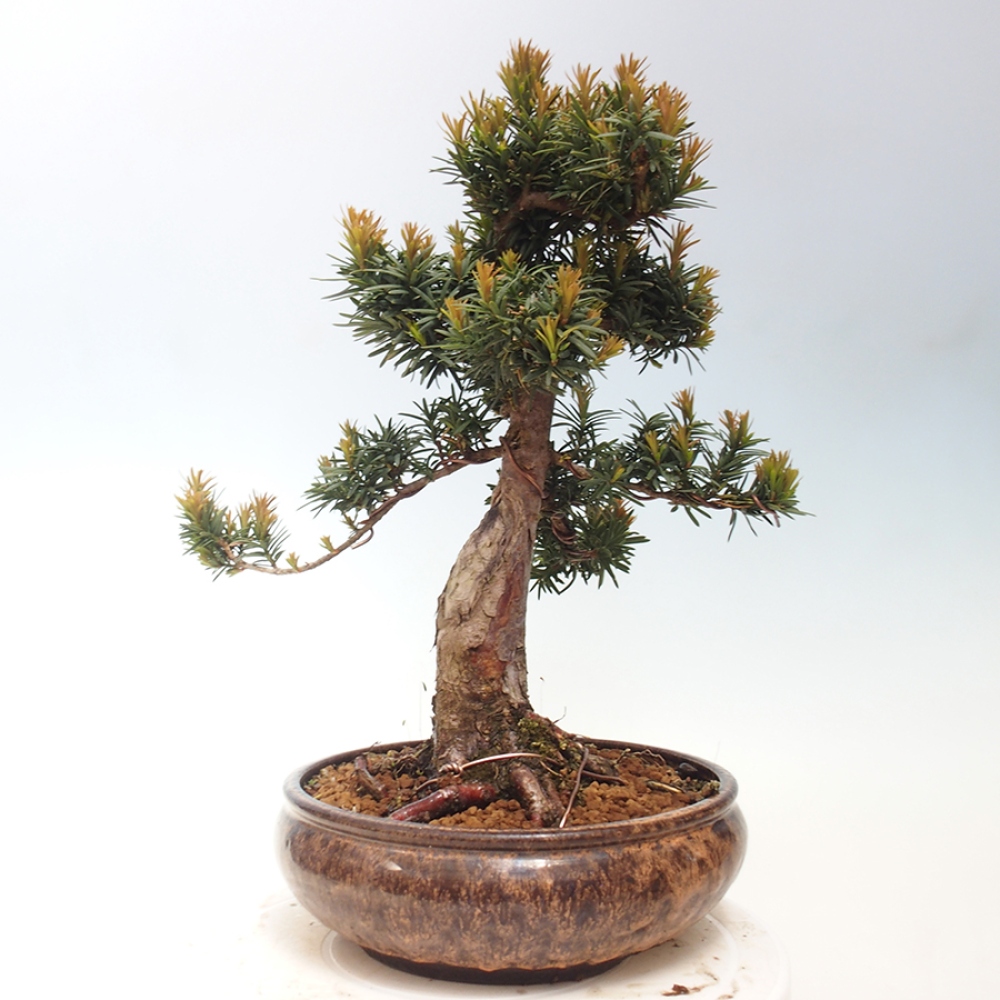 Bonsai voor buiten - Taxus cuspidata - Japanse Taxus