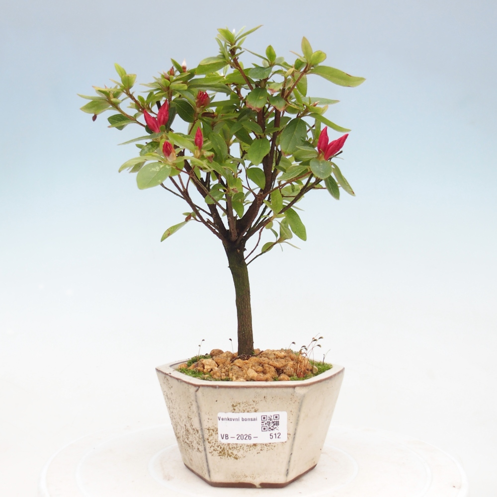 Bonsai voor buiten - Japanse azalea - Azalea sp.