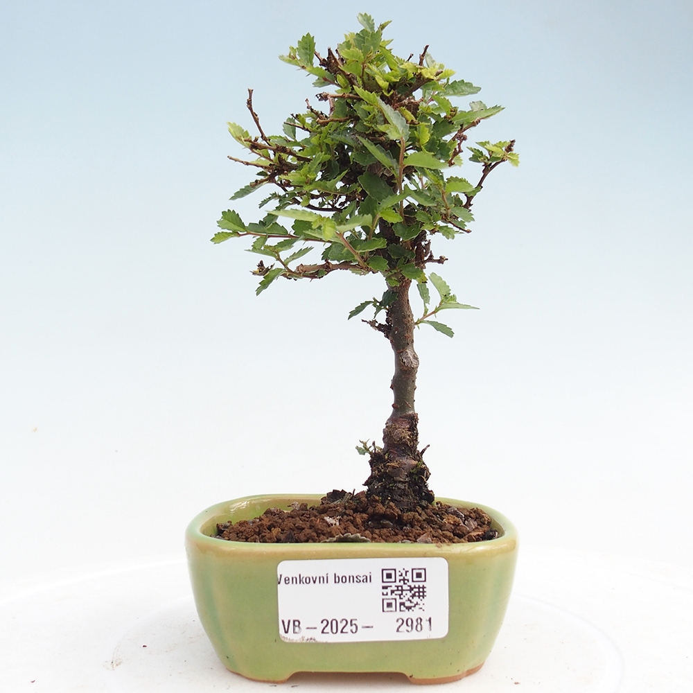 Bonsai voor buiten - Ulmus parvifolia Sagei - Kleinbladige iep