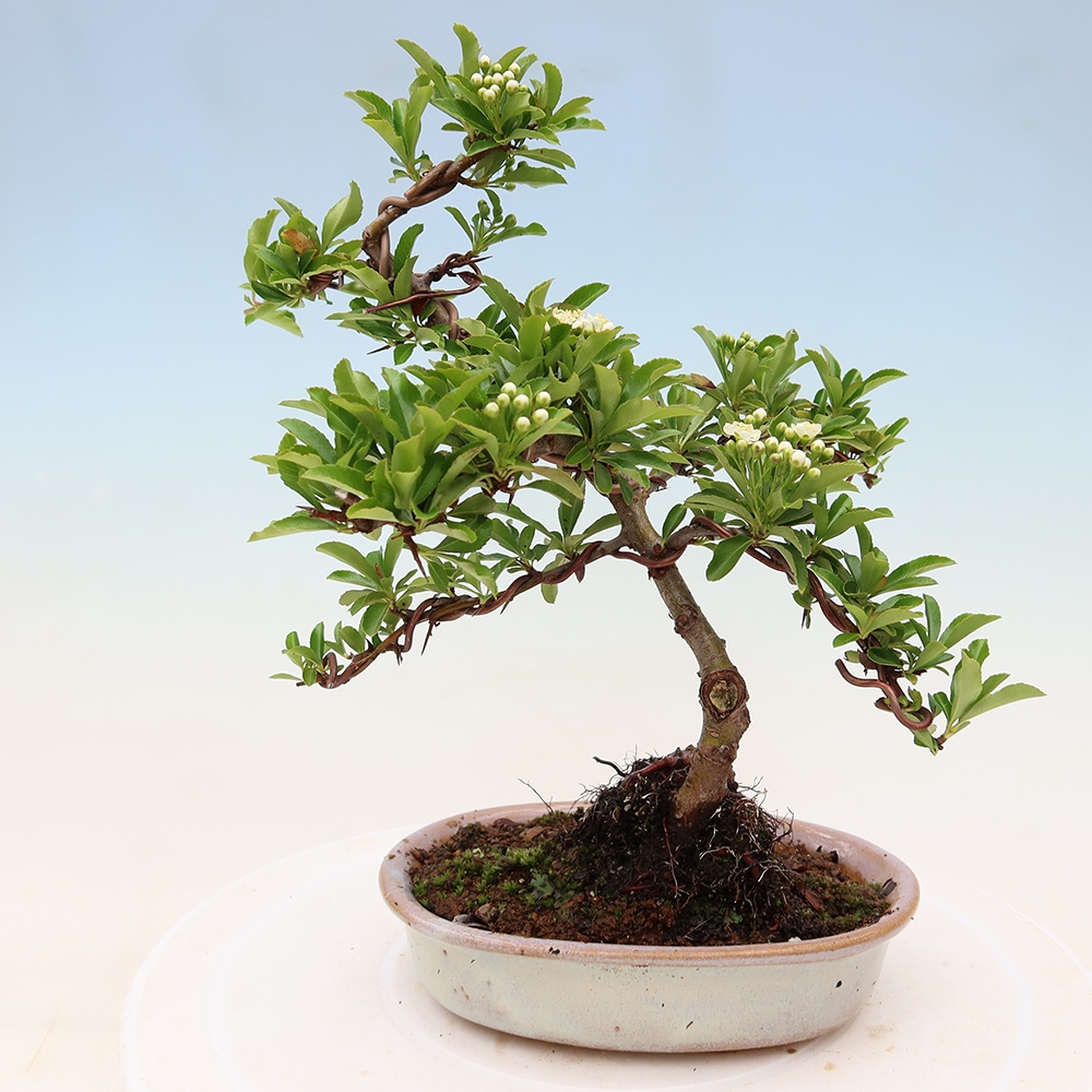 Buitenbonsai - Pyracantha teton - Vuurdoorn