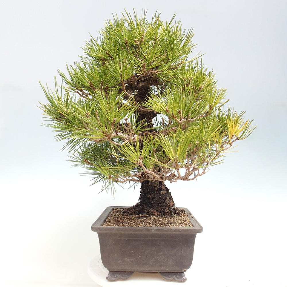 Bonsai voor buiten - Pinus thunbergii - Thunberg den