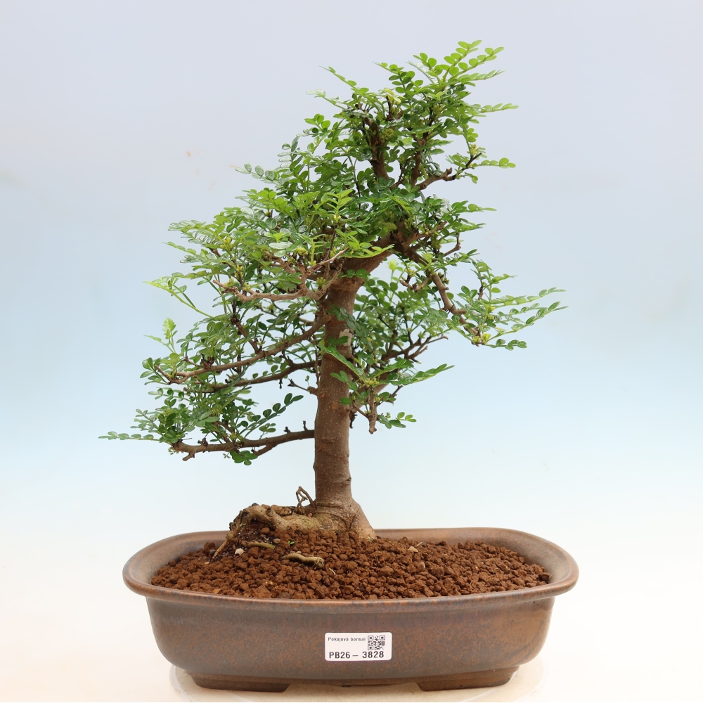 Kamerbonsai - Zantoxylum piperitum - peperboom