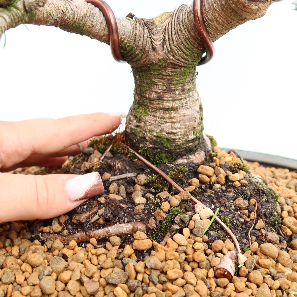 Bonsai voor buiten - Pinus mugo Humpy  - Bergden