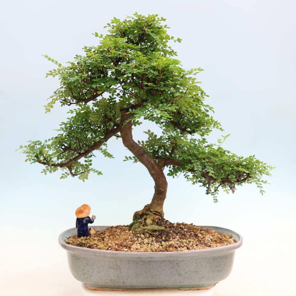 Kamerbonsai - Zantoxylum piperitum - peperboom