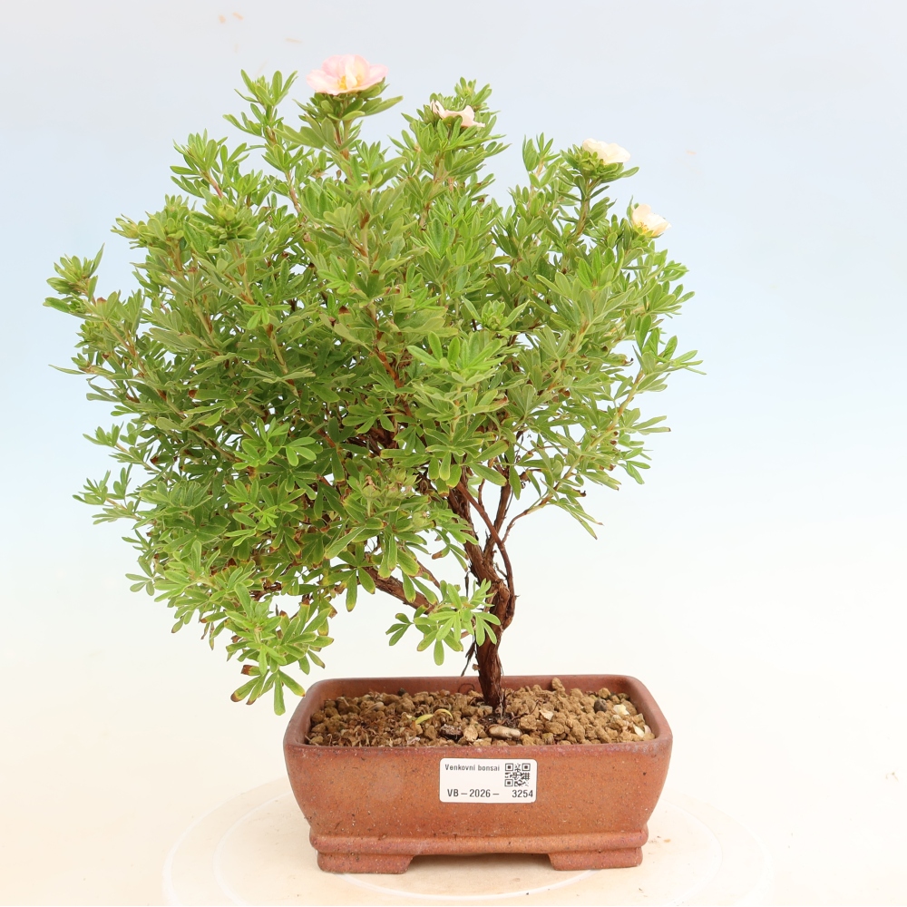 Buitenbonsai – Struikachtige Potentilla – Potentilla fruticosa Bellissima