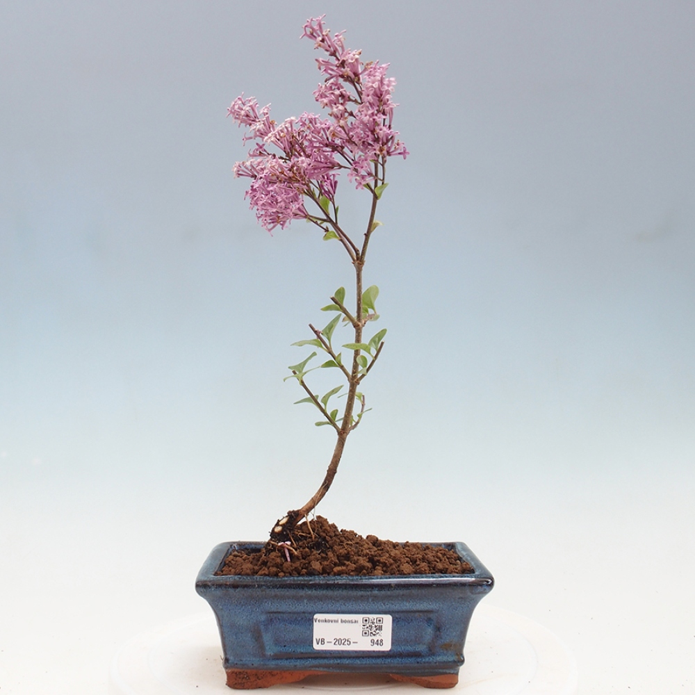 Bonsai voor buiten - Syringa Meyeri Palibin - Meyersering