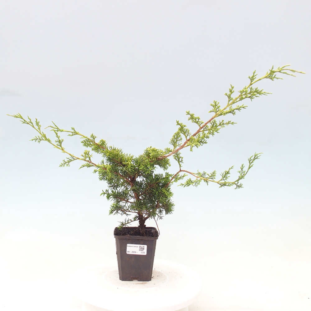 Bonsai voor buiten - Juniperus chinensis Itoigawa