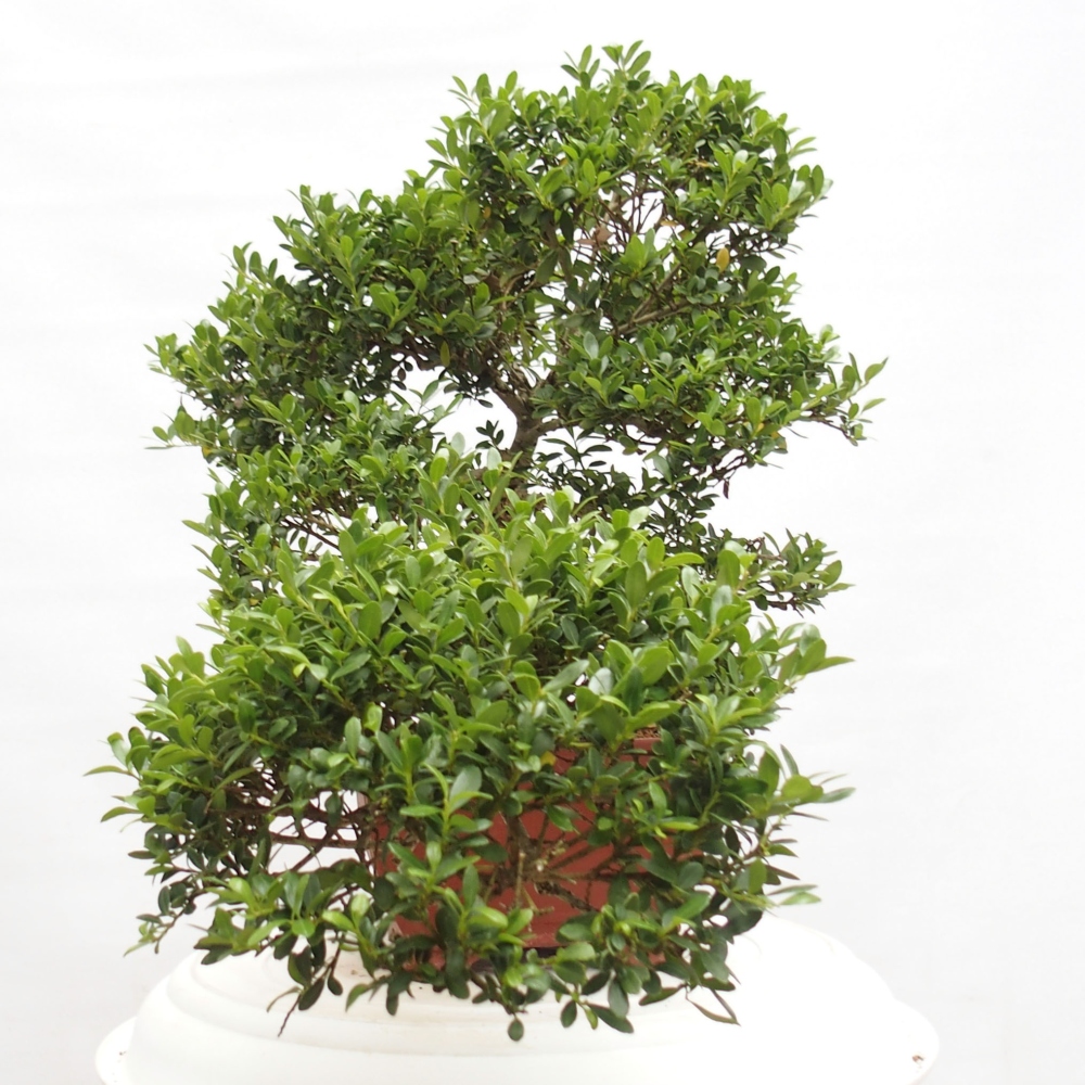 Kamerbonsai - Ilex crenata - Hulst