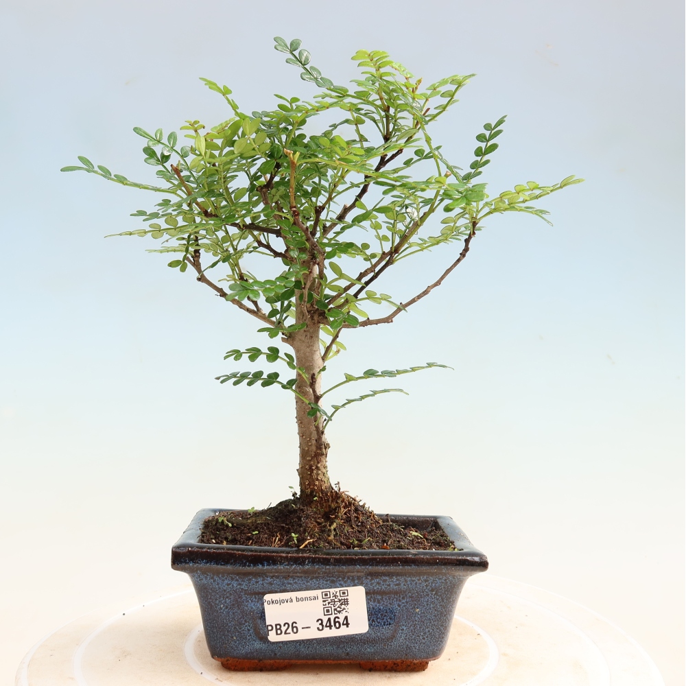 Kamerbonsai - Zantoxylum piperitum - peperboom