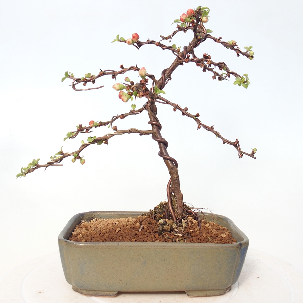 Bonsai voor buiten - Chaneomeles s. Red Joy - Kweepeer