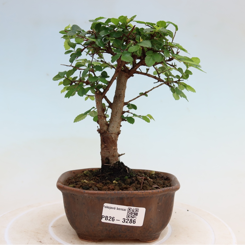 Kamerbonsai - Ulmus parvifolia - Winteriep