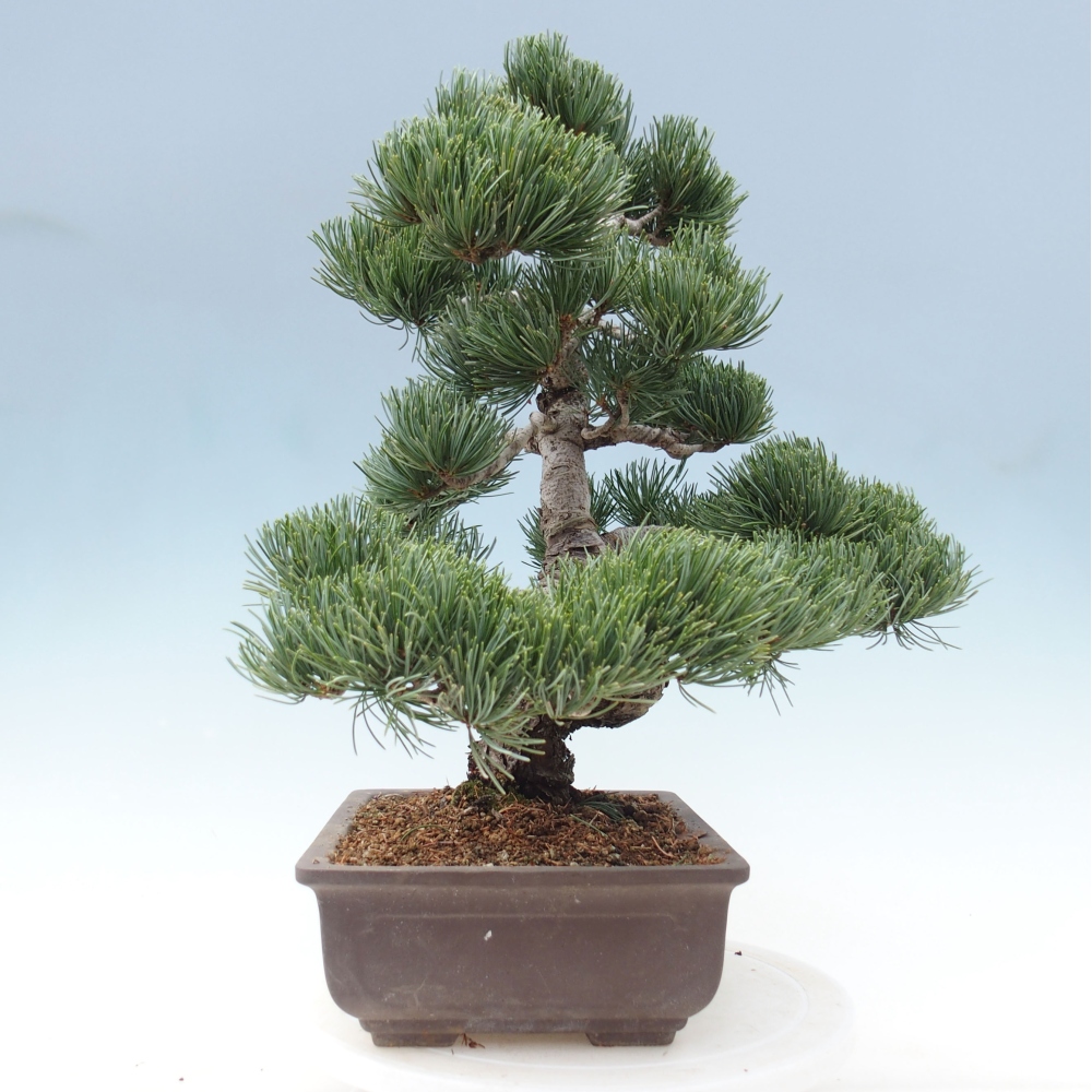 Bonsai voor buiten - Pinus parviflora - Pinus parviflora
