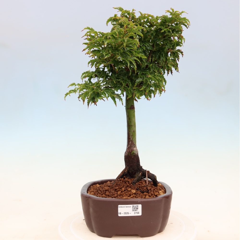 Bonsai voor buiten -Javor palm Acer palmatum Shishigashira