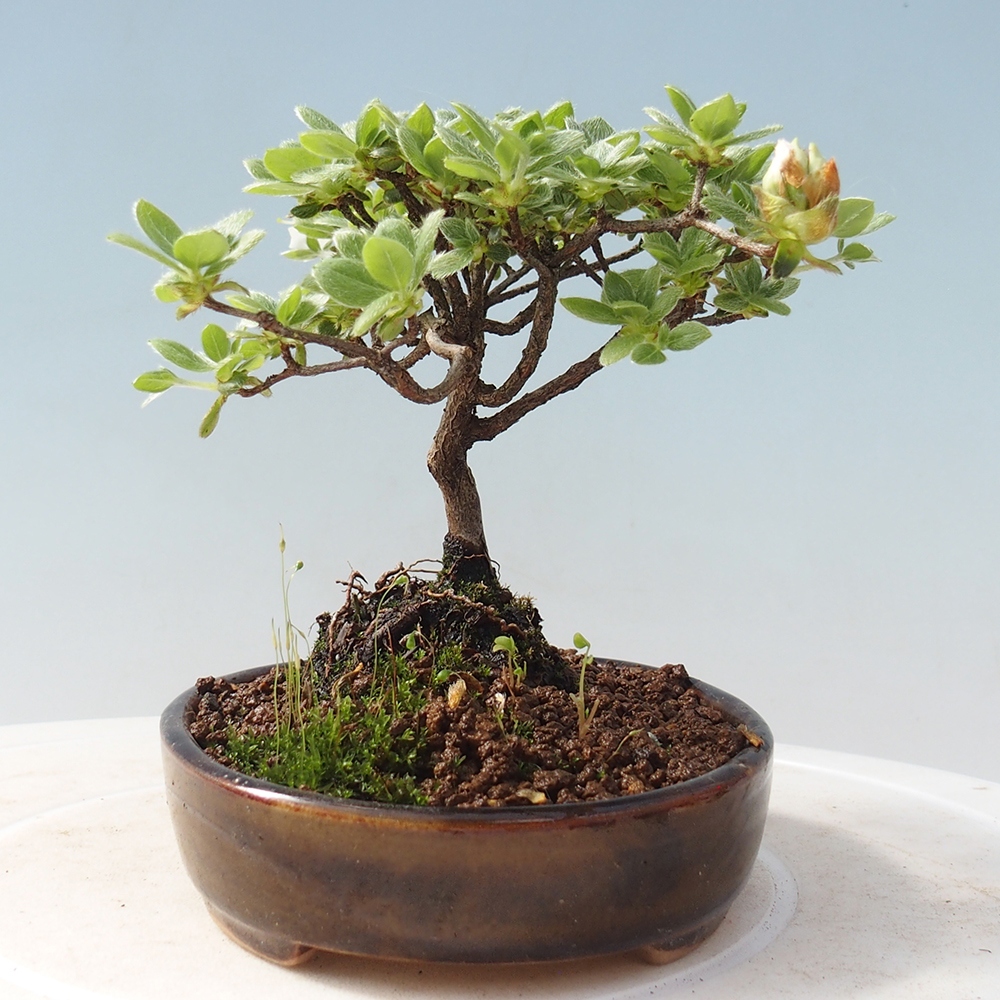 Bonsai voor buiten - Rhododendron indicum - Japanse azalea