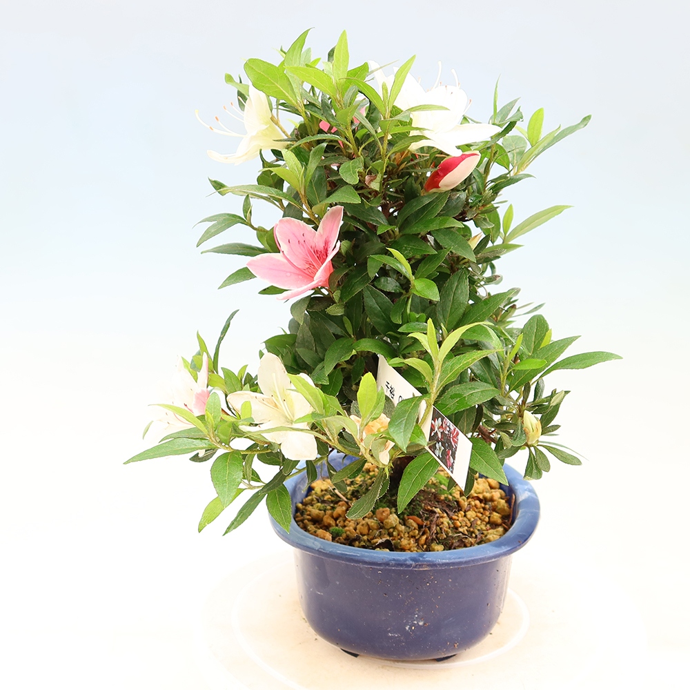 Bonsai voor buiten - Japanse azalea - Azalea CHIHIRO