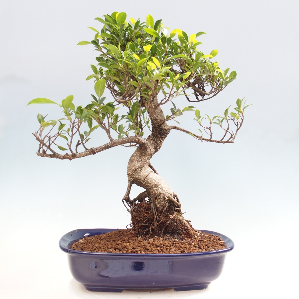 Kamerbonsai - Ficus kimmen - kleinbladige ficus