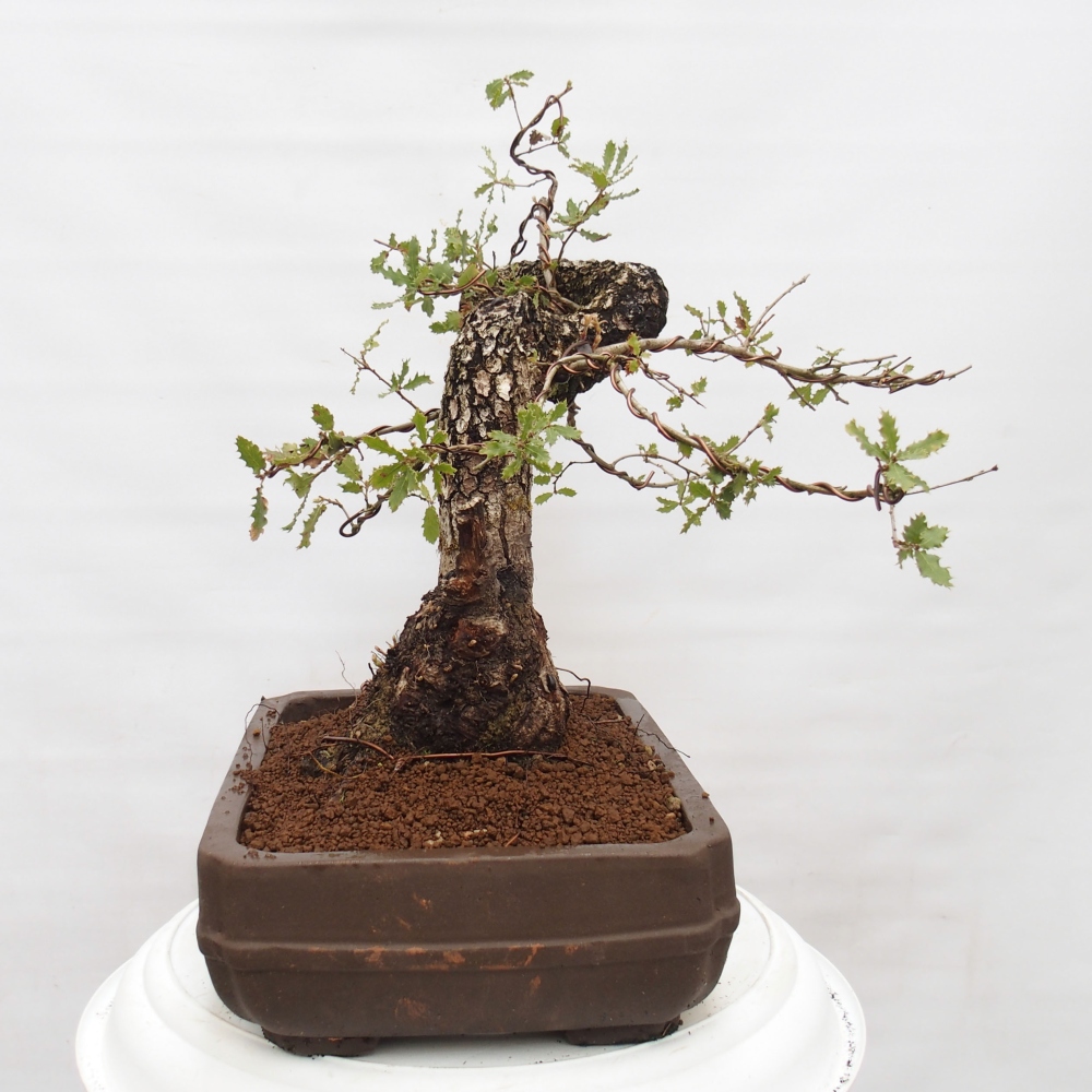 Yamadori - Quercus Ilex -Oakhulst