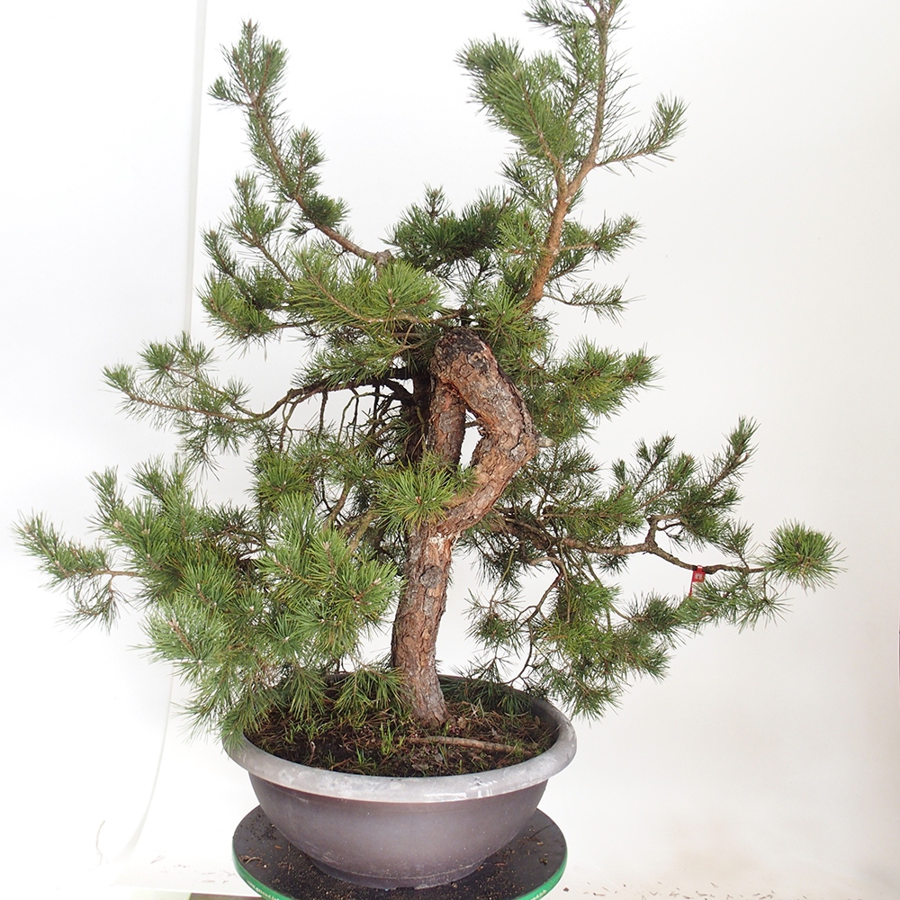 Yamadori - Pinus sylvestris Spanje
