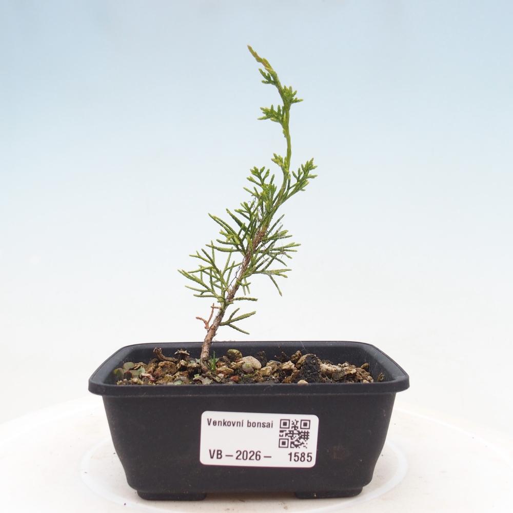 Bonsai voor buiten - Juniperus chinensis Itoigawa