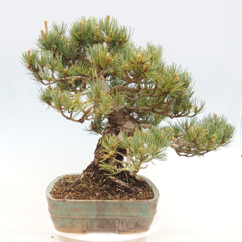 Bonsai voor buiten - Pinus parviflora - Pinus parviflora