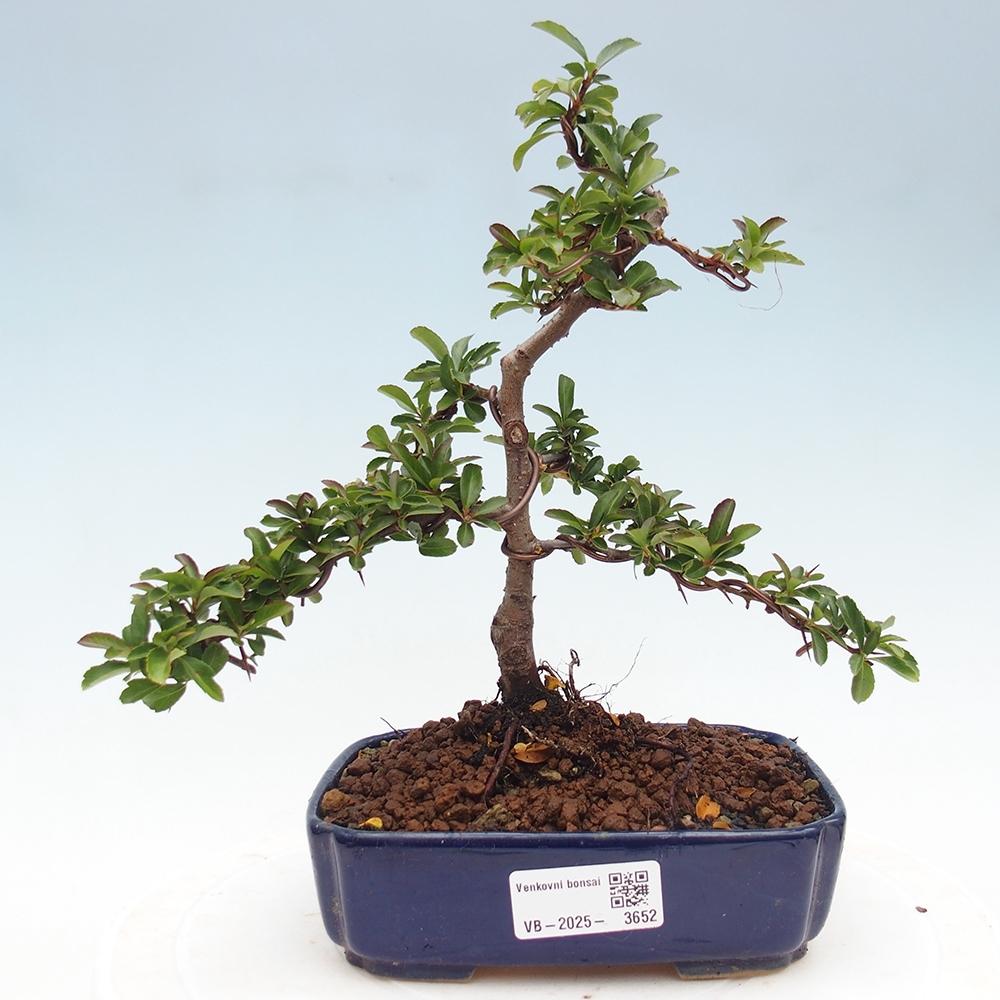 Bonsai-Pyracantha Teton voor buiten -Hlox