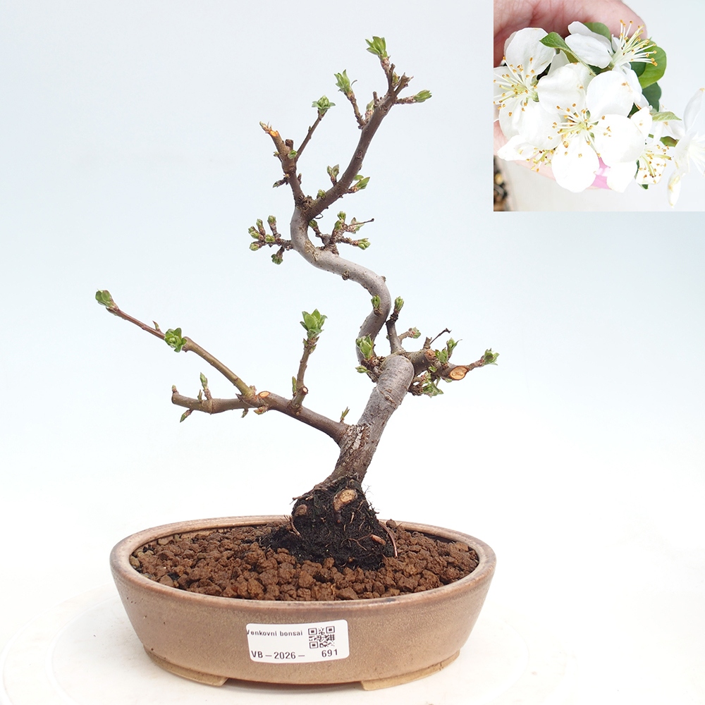 Bonsai voor buiten - Malus sargentii - Appelboom met kleine vruchten