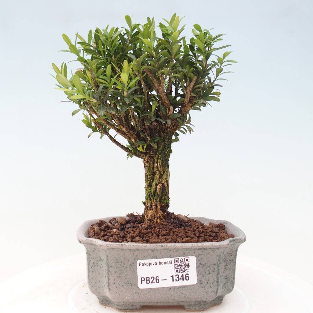 Kamerbonsai - Buxus harlandii - kurk buxus