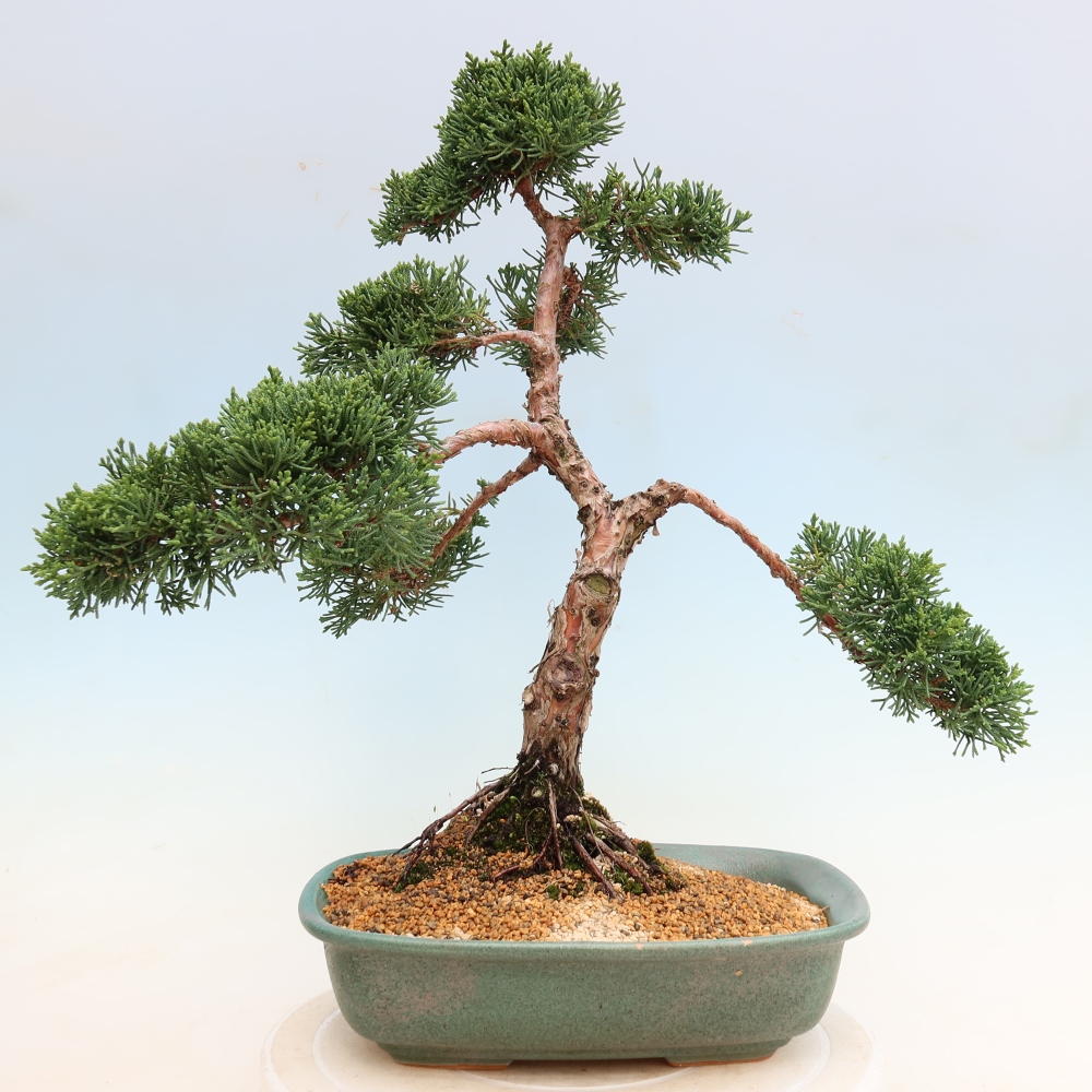 Bonsai voor buiten - Juniperus chinensis Kishu