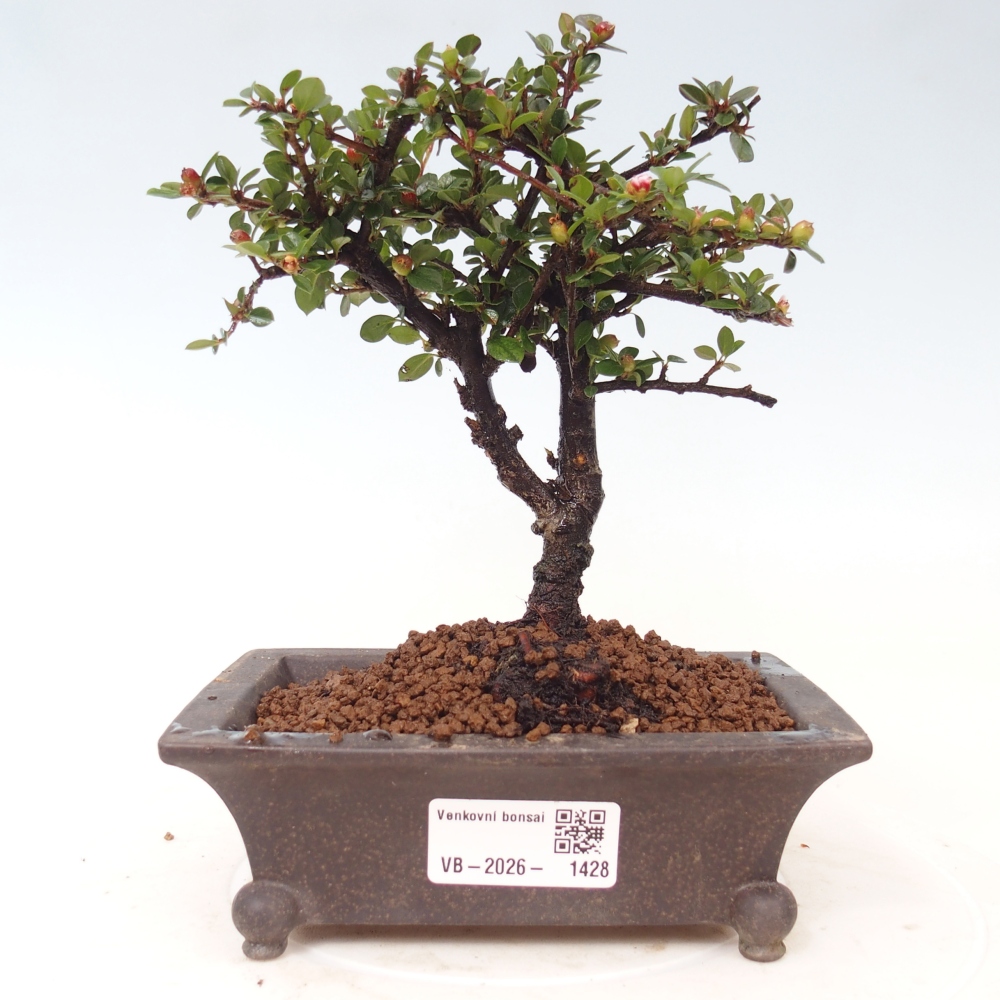 Bonsai voor buiten - Cotoneaster horizontalis - Rocky Mountain
